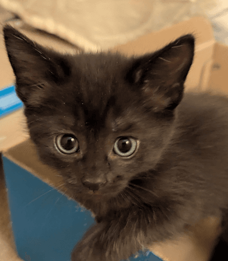 CAMDEN - Domestic Short Hair available for adoption