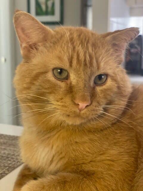 CAPONE - Domestic Short Hair cat available for adoption at AARCS in Calgary