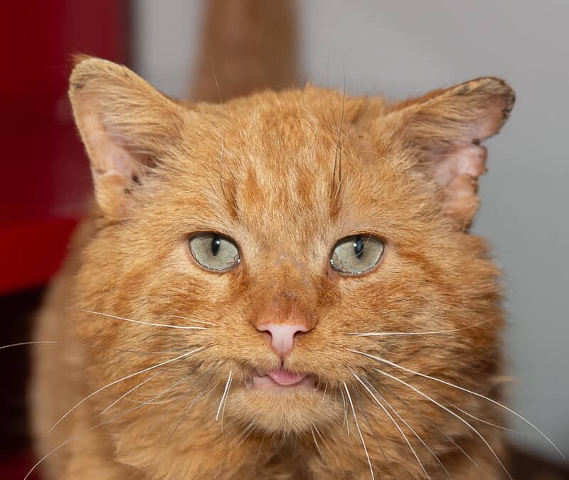 CAPONE - Domestic Short Hair available for adoption