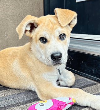 CASHEW - Mastiff Mixed available for adoption