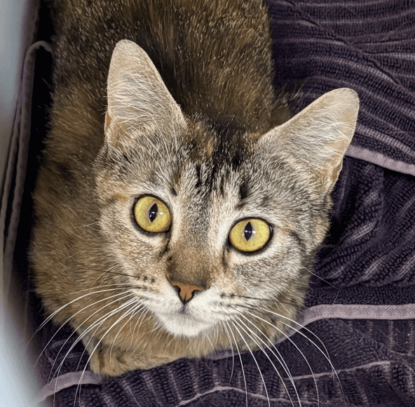 CATAN - Domestic Short Hair cat available for adoption at AARCS in Calgary (1 of 3)