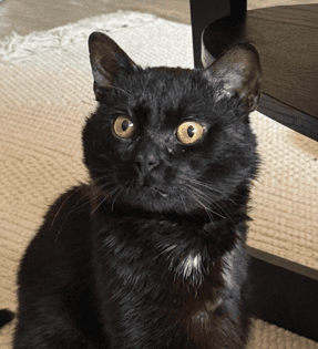 CHARLIE - Domestic Short Hair available for adoption