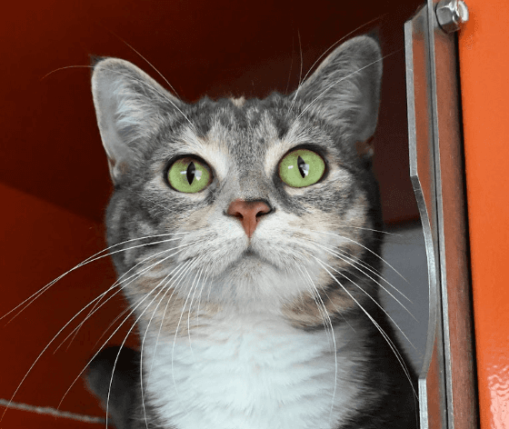 CHERISH - Domestic Short Hair cat available for adoption at AARCS in Calgary (1 of 5)