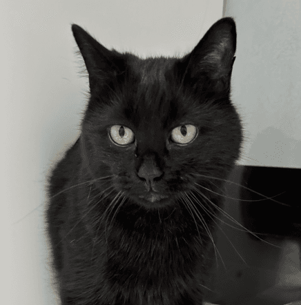 CHEWY - Domestic Short Hair available for adoption