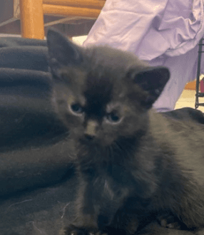 CHUTNEY - Domestic Short Hair cat available for adoption at AARCS in Calgary (1 of 2)