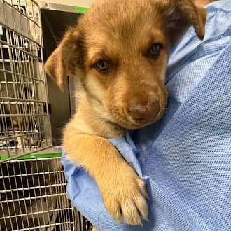 CLARK - Siberian Husky Mixed available for adoption