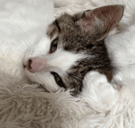 CLUTCH - Domestic Short Hair cat available for adoption at AARCS in Calgary (1 of 4)