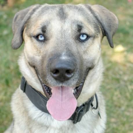 COEN - German Shepherd Mixed available for adoption