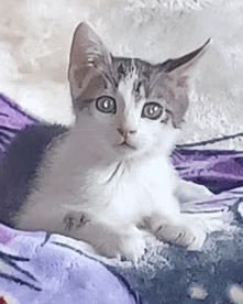 COLT - Domestic Short Hair available for adoption