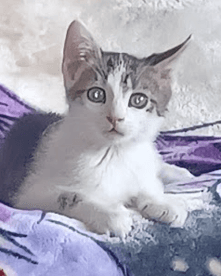 COLT - Domestic Short Hair cat available for adoption at AARCS in Calgary (1 of 6)