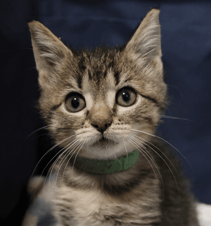 CONTON - Domestic Short Hair available for adoption