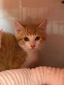 CRAKE - Domestic Short Hair available for adoption