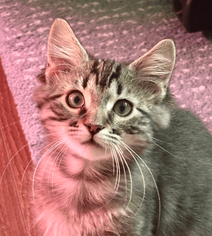 CUB - Domestic Long Hair cat available for adoption at AARCS in Calgary (1 of 5)