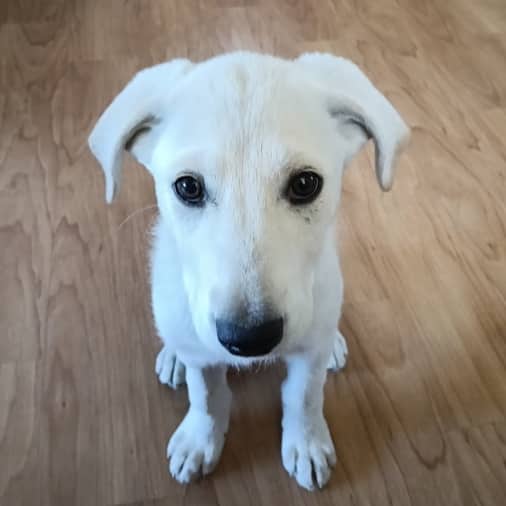 DAISY - Retriever, Labrador Mixed available for adoption