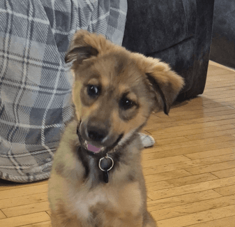 DIANA - German Shepherd mixed available for adoption