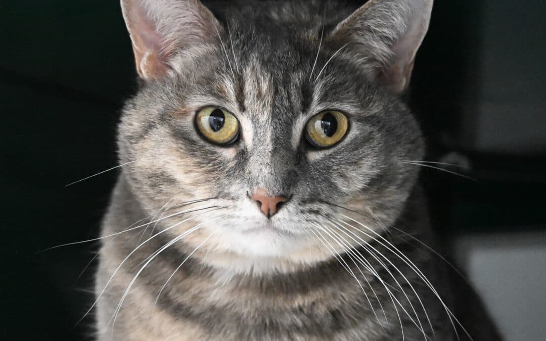 DORA - Domestic Short Hair cat available for adoption at AARCS in Calgary (1 of 4)