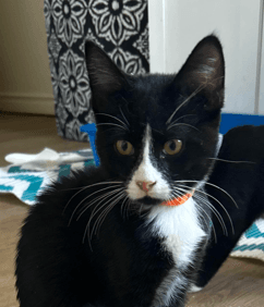 DORITO - Domestic Short Hair available for adoption