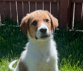 DRAGON - Border Collie Mixed available for adoption at AARCS in Calgary (1 of 2)