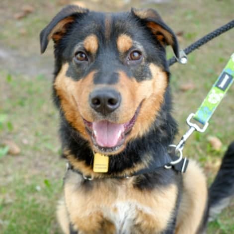 DUMPLING - Rottweiler Mixed available for adoption