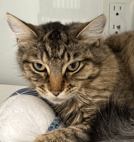 FELIX - Domestic Medium Hair cat available for adoption at AARCS in Calgary (1 of 5)