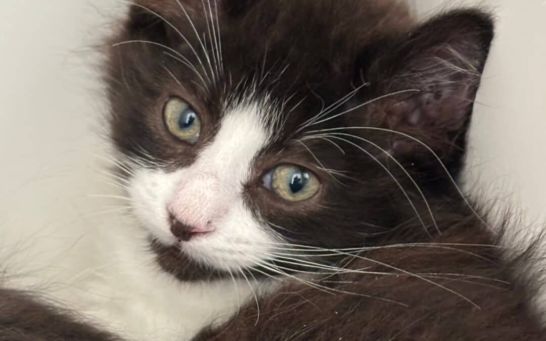 FERB - Domestic Long Hair cat available for adoption at AARCS in Calgary (1 of 3)
