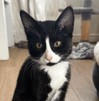 FRITO - Domestic Short Hair available for adoption