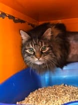 GALAXY - Domestic Medium Hair available for adoption