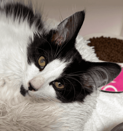 GASKET - Domestic Medium Hair available for adoption