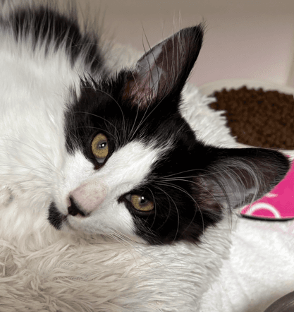 GASKET - Domestic Short Hair cat available for adoption at AARCS in Calgary (1 of 3)