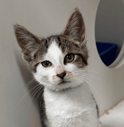GEARS - Domestic Short Hair cat available for adoption at AARCS in Calgary (1 of 3)