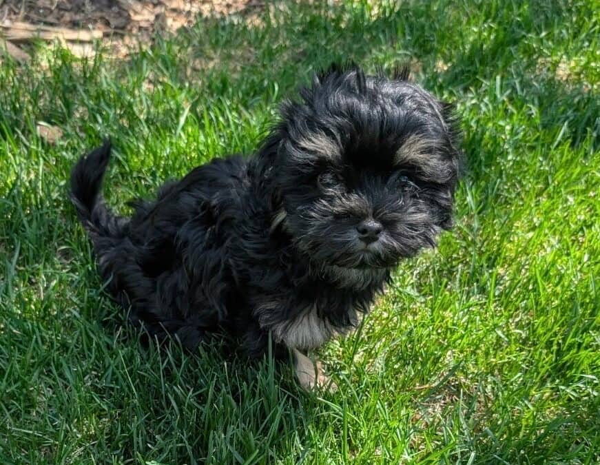 GERTIE - Shih Tzu Mixed available for adoption