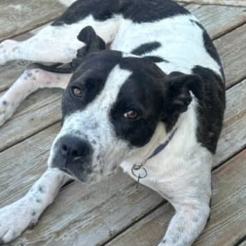GOLDIE - Terrier, American Staffordshire Mixed available for adoption