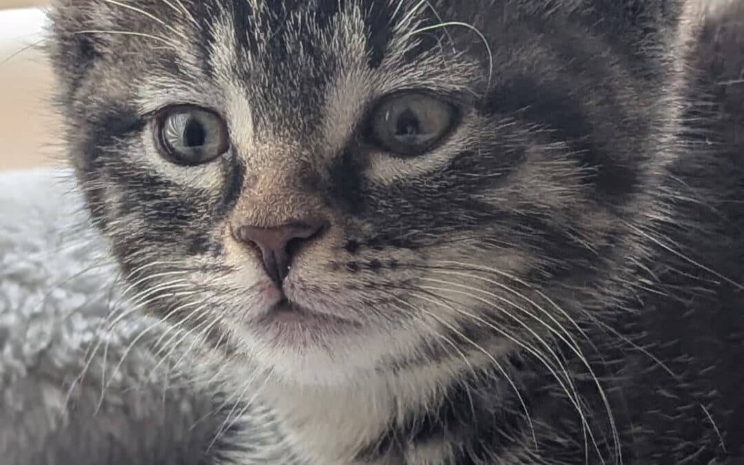 GOOSE - Domestic Short Hair cat available for adoption at AARCS in Calgary (1 of 5)
