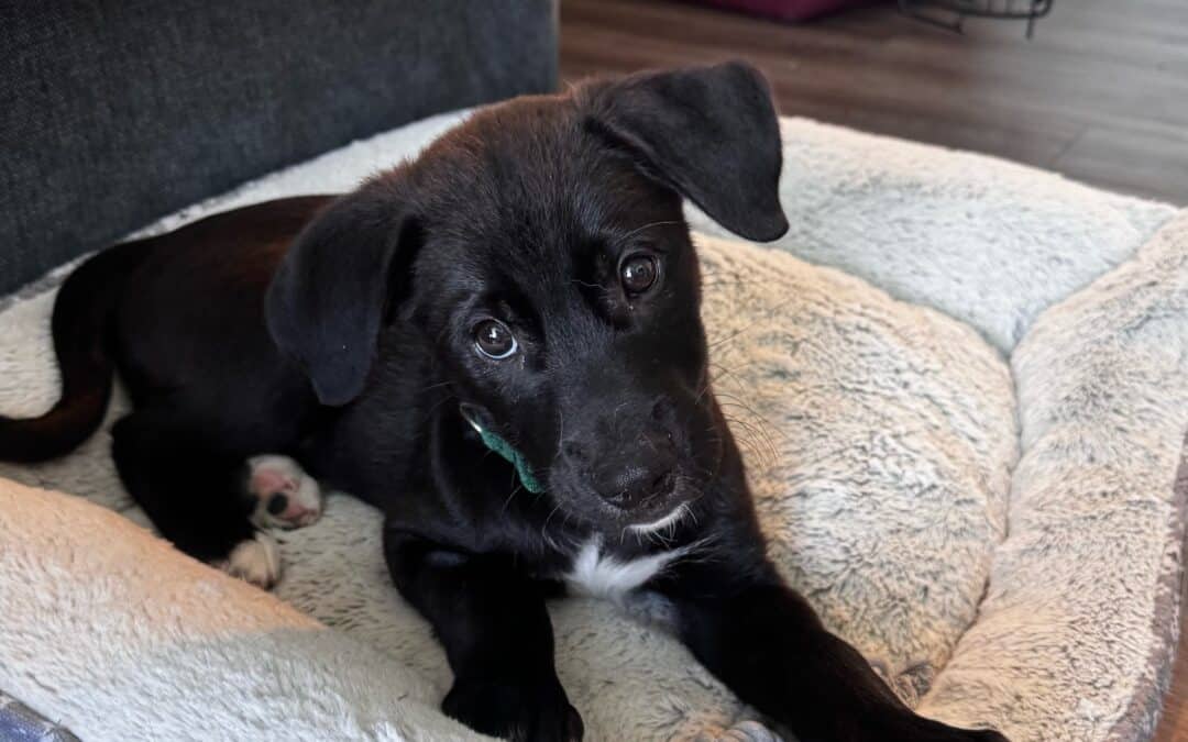 GRIFFIN - Border Collie Mixed available for adoption