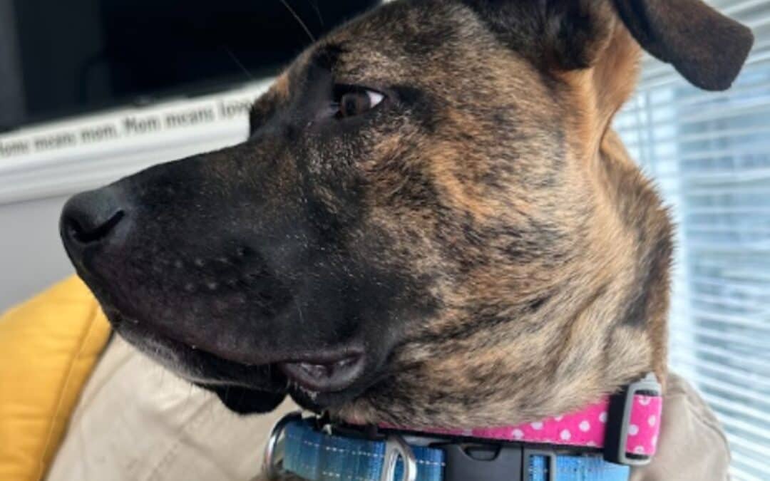 GWEN - Terrier, Pit Bull Mixed available for adoption