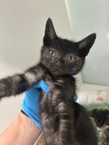 HAWKEYE - Domestic Short Hair available for adoption