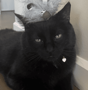 HAZEL - Domestic Short Hair cat available for adoption in Calgary