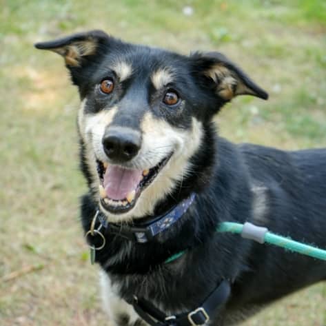 HOUDINI - German Shepherd mixed available for adoption