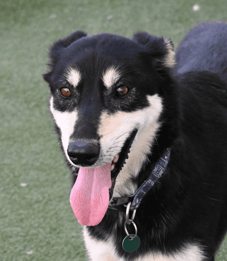 HOUDINI - German Shepherd mixed available for adoption