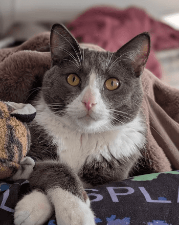 Idro - Domestic Short Hair cat available for adoption at AARCS in Calgary (1 of 6)