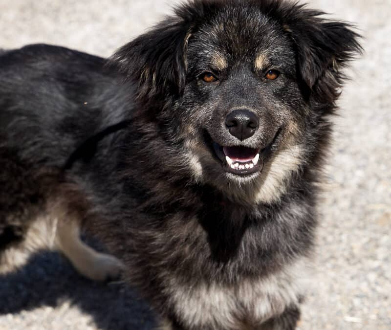 BONNIE - Siberian Husky Mixed available for adoption