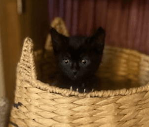 JADE - Domestic Short Hair cat available for adoption at AARCS in Calgary (1 of 2)