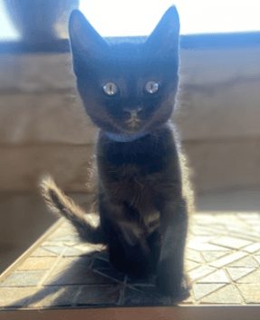 JELLY - Domestic Short Hair cat available for adoption at AARCS in Calgary (1 of 2)