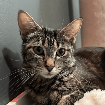 JENNA - Domestic Short Hair cat available for adoption at AARCS in Calgary (1 of 6)