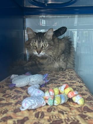 KATIE - Domestic Medium Hair available for adoption