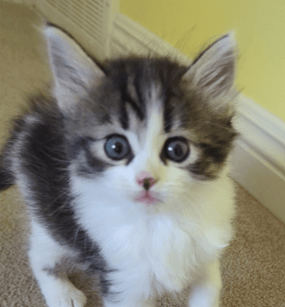 KENSINGTON - Domestic Medium Hair available for adoption