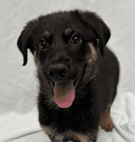 KNOX - German Shepherd mixed available for adoption