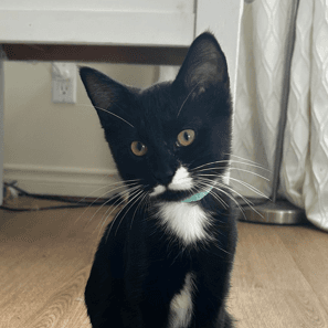 LAYS - Domestic Short Hair available for adoption