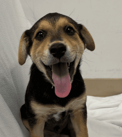 LEONARD - German Shepherd Mixed available for adoption