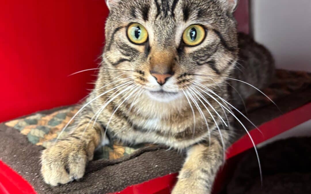 LOUIS - Domestic Short Hair cat available for adoption at AARCS in Calgary (1 of 3)